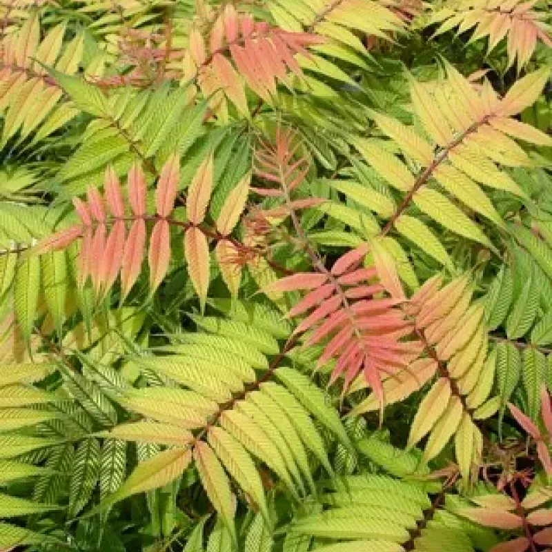 Sorbaria Sorbifolia Sorbaria Sorbifolia