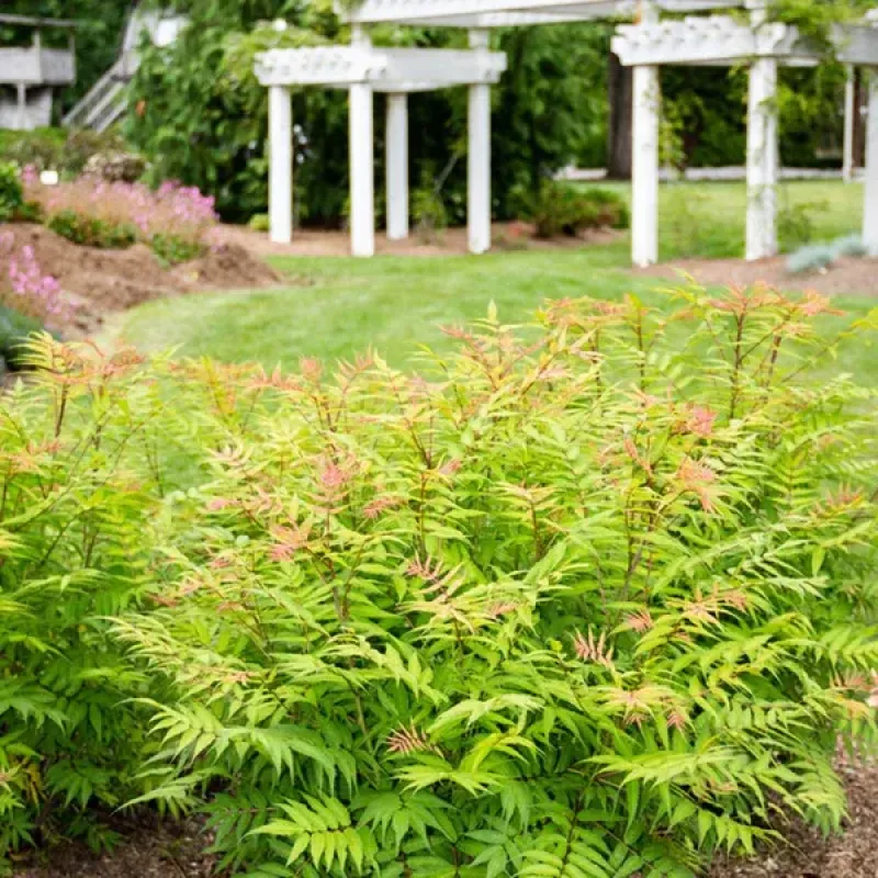 Sorbaria Sorbifolia Sorbaria Sorbifolia