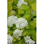 Spiraea Betulifolia Spiraea Betulifolia