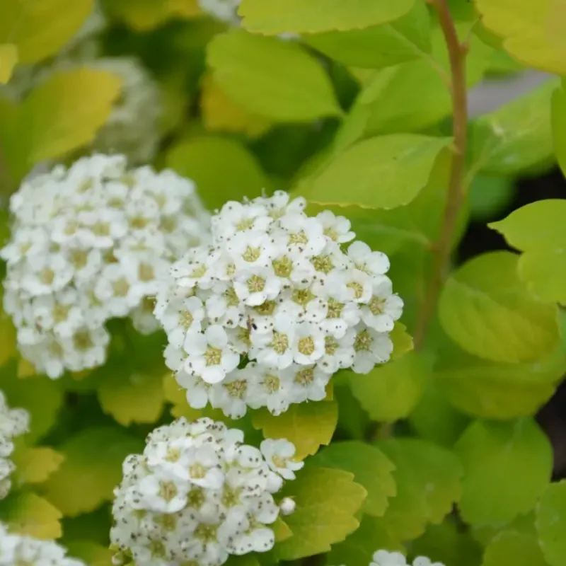 Spiraea Betulifolia Spiraea Betulifolia