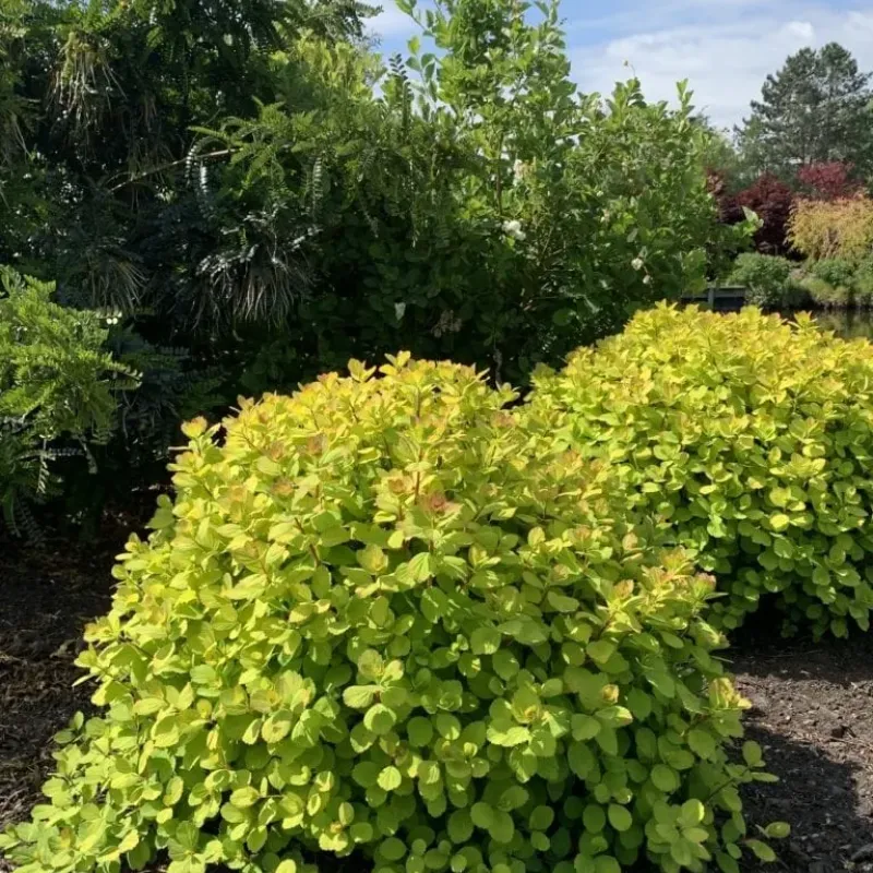 Spiraea Betulifolia Spiraea Betulifolia