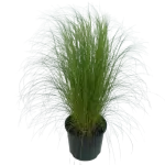 Stipa Tennuissima