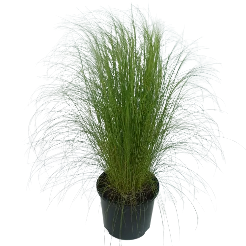 Stipa Tennuissima 15-20 cm