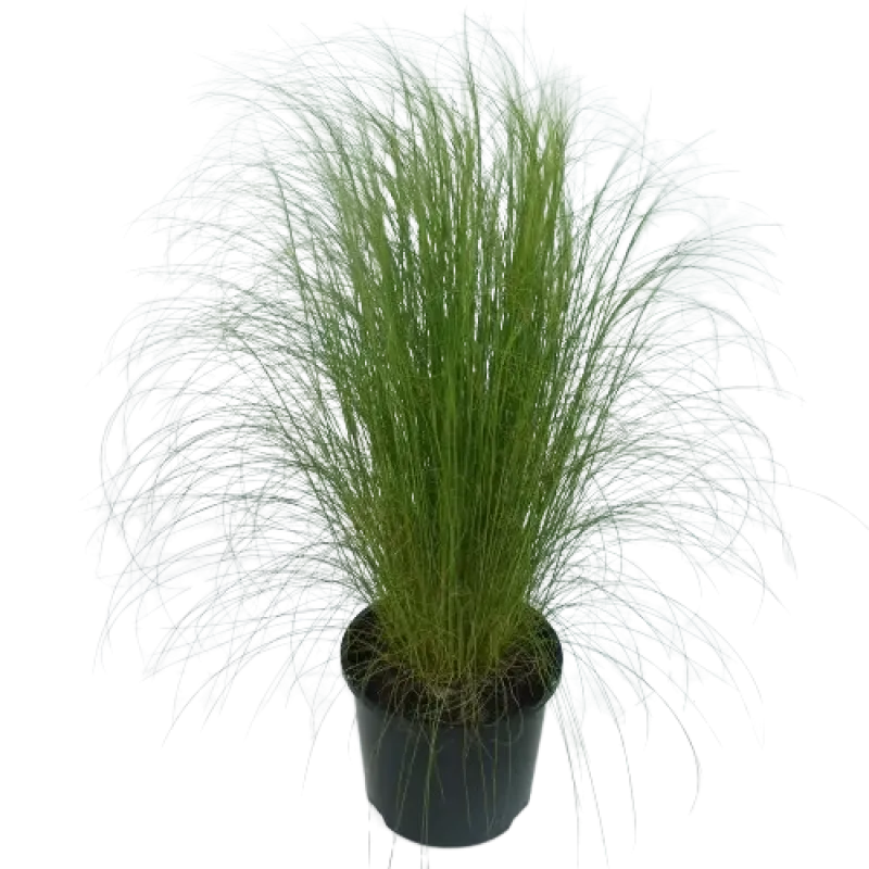 Stipa Tennuissima
