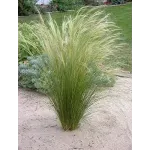 Stipa Tennuissima
