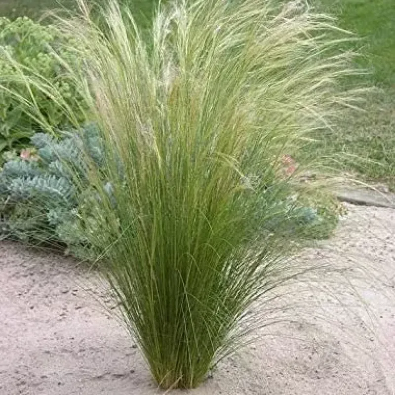 Stipa Tennuissima