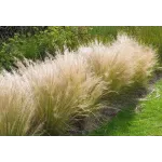 Stipa Tennuissima