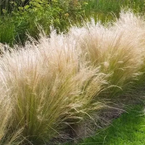 Stipa Tennuissima 15-20 cm
