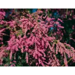 Tamarix Pink Tamarix Pink