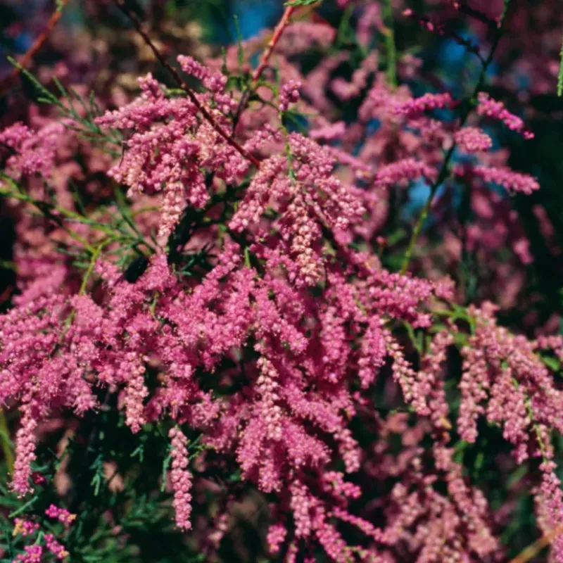 Tamarix Pink Tamarix Pink