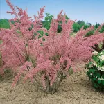 Tamarix Pink Tamarix Pink