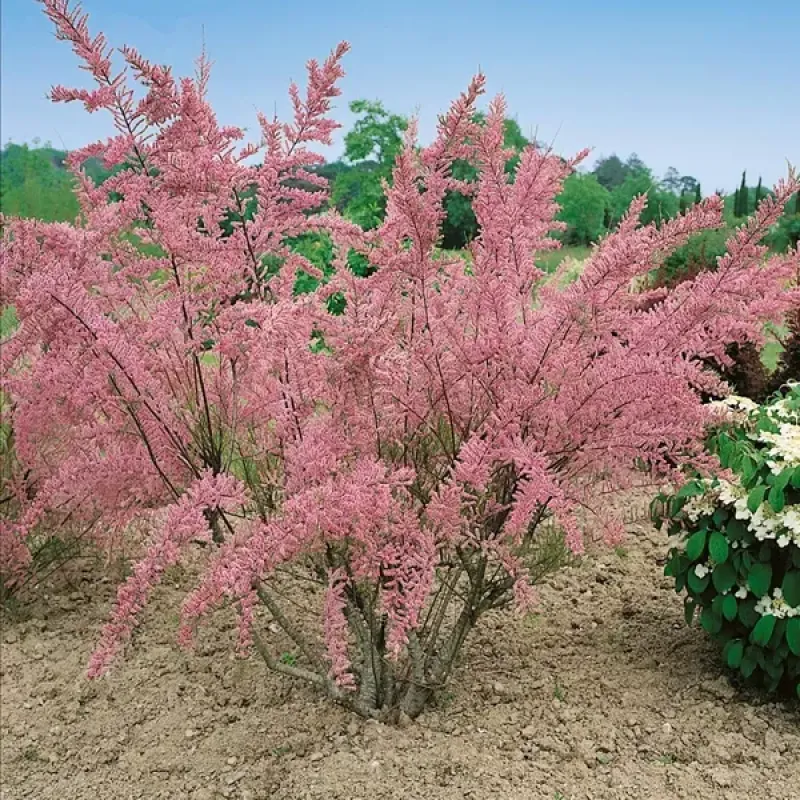 Tamarix Pink Tamarix Pink