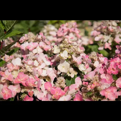 Hortensie paniculata Magical Fire 40-60 cm Hortensie paniculata Magical Fire 40-60 cm