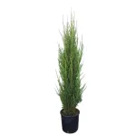 Ienupar Juniperus scopulorum Blue Arrow 70 80 cm Ienupar Juniperus scopulorum Blue Arrow 70 80 cm