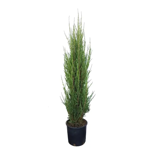 Ienupar Juniperus scopulorum Blue Arrow 70 80 cm