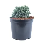 Ienupar - Juniperus Squamata Blue Star 20 - 40 cm