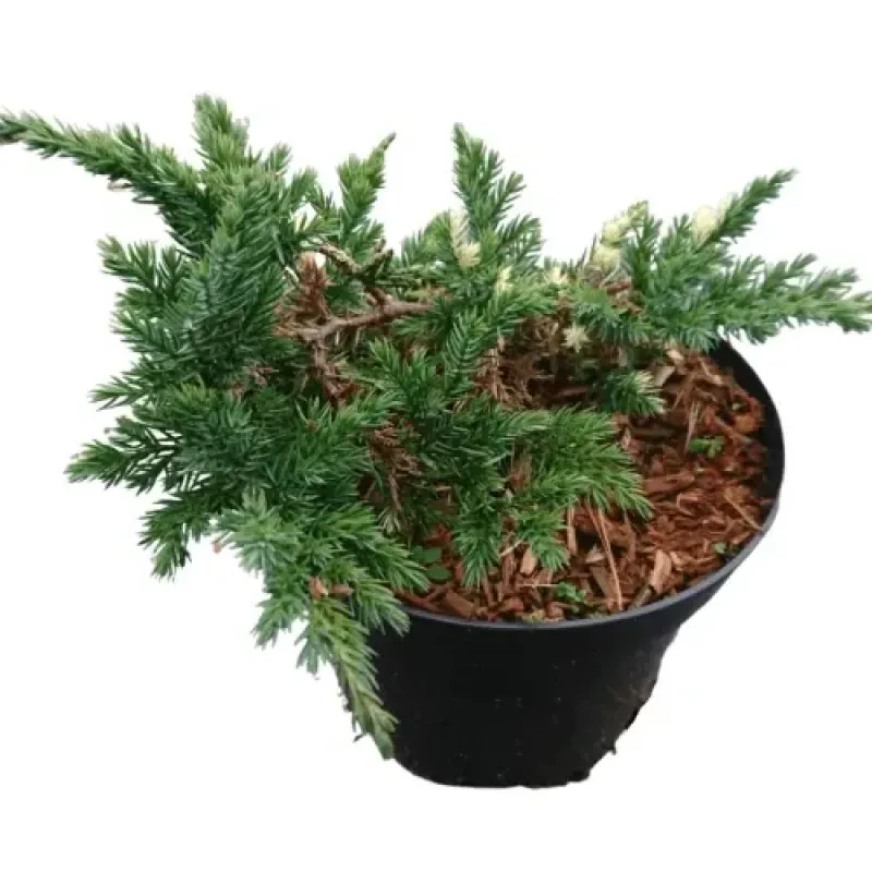 Ienupar-Juniperus Expansa Variegata Ienupar-Juniperus Expansa Variegata