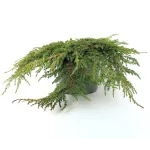 Ienupar-Juniperus Green Carpet Ienupar-Juniperus Green Carpet