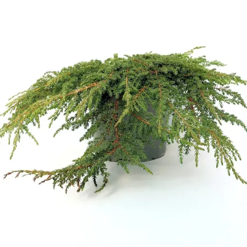 Ienupar-Juniperus Green Carpet 20-30 cm
