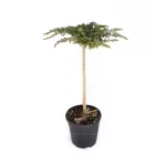 Ienupar-Juniperus Schlager 1/2 Fusto