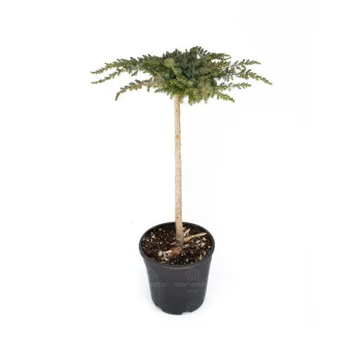 Ienupar-Juniperus Schlager 1/2 pe picior Fusto 60-80 cm