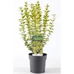 Lemn cainesc-Ligustrum ovalifolium Aureum