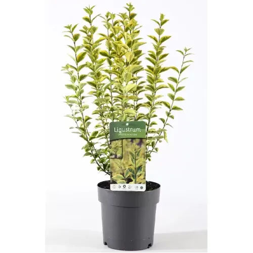 Lemn cainesc-Ligustrum ovalifolium Aureum 40/50 cm