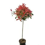 Photinia Red Robin Glob pe tulpina, ghiveci 10 L, h 130