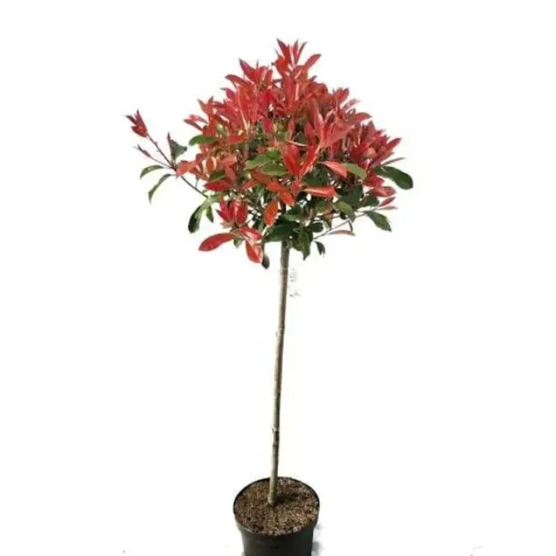 Photinia Red Robin Glob pe tulpina, ghiveci 10 L, h 130