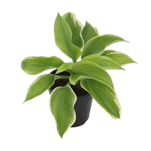 Crin de toamna-Hosta Americano Halo 20-40 cm Crin de toamna-Hosta Americano Halo 20-40 cm