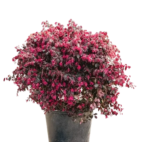 Loropetalum Black Pearl Bila 50-60 cm