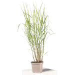 Miscanthus Sinensis Zebrinus