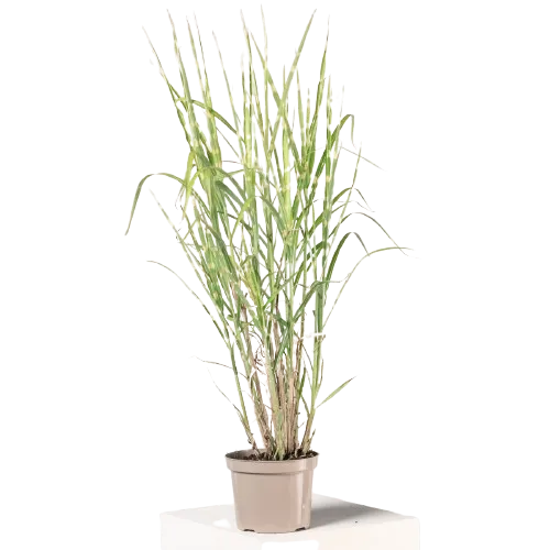 Miscanthus Sinensis Zebrinus 30-40 cm