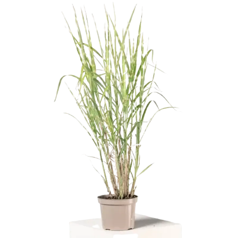 Miscanthus Sinensis Zebrinus