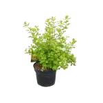 Spiraea Betulifolia