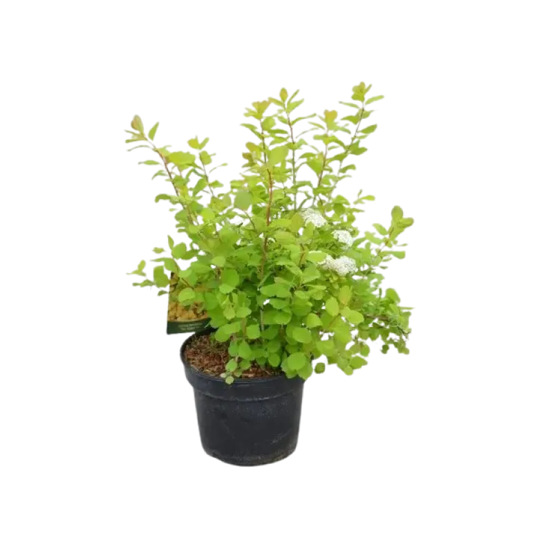 Spiraea Betulifolia 40-60 cm