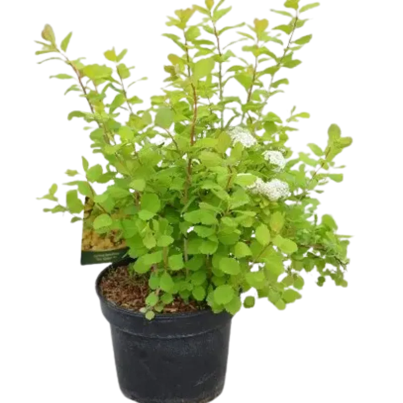 Spiraea Betulifolia