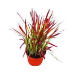 Arbust decorativ - Iarba Rosie Imperata cylindrica Red Baron 50 60cm