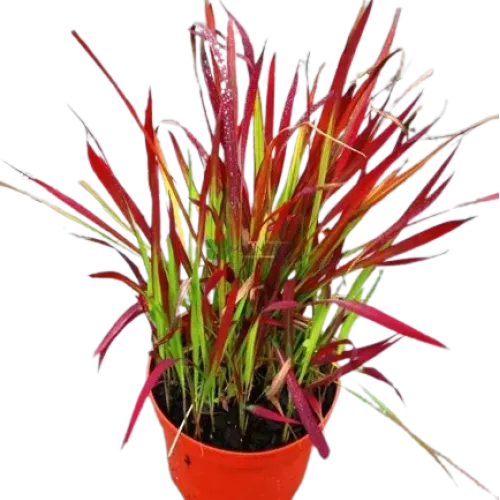 Iarba Rosie Imperata cylindrica Red Baron 50 60cm
