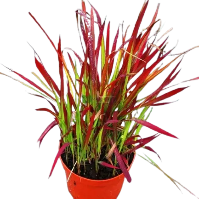 Arbust decorativ - Iarba Rosie Imperata cylindrica Red Baron 50 60cm