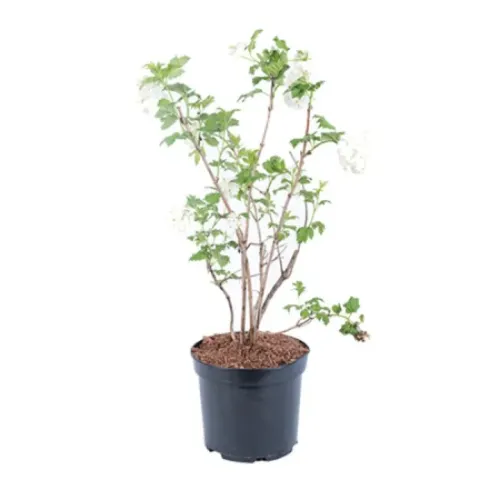 Viburnum Roseum, planta ornamentala cu frunzis semi-persistent