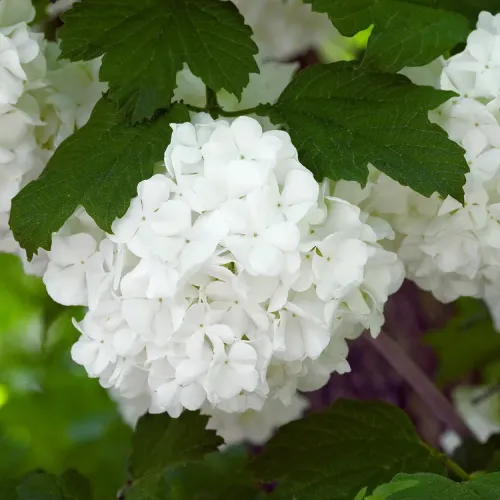 Viburnum Roseum, planta ornamentala cu frunzis semi-persistent Viburnum Roseum, planta ornamentala cu frunzis semi-persistent