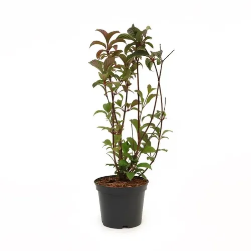 Viburnum Bodnantense, planta ornamentala cu flori parfumate