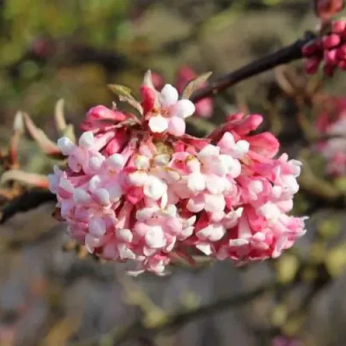 Viburnum Bodnantense, planta ornamentala cu flori parfumate Viburnum Bodnantense, planta ornamentala cu flori parfumate