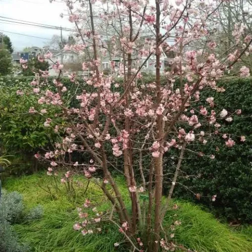 Viburnum Bodnantense, planta ornamentala cu flori parfumate