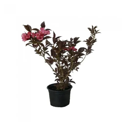 Weigela Florida Alexandra 35-45 cm, planta cu flori delicate, usor de intretinut