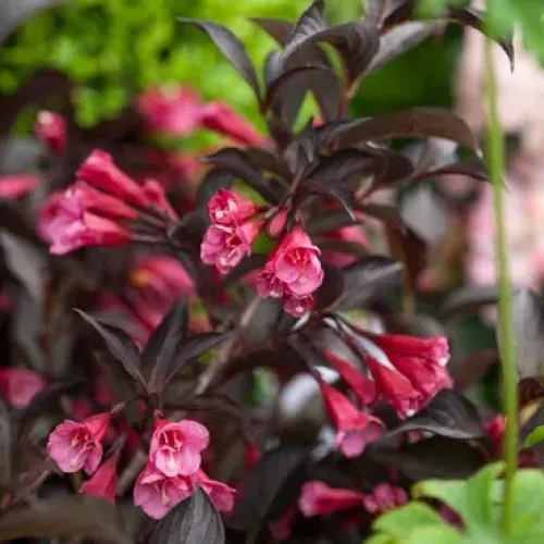 Weigela Florida Alexandra 35-45 cm, planta cu flori delicate, usor de intretinut