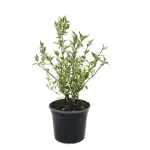 Weigela Variegata, arbust decorativ cu flori si frunzis variegat, 35-45 cm Weigela Variegata, arbust decorativ cu flori si frunzis variegat, 35-45 cm