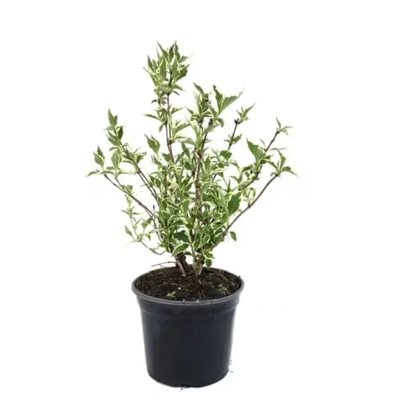 Weigela Variegata, arbust decorativ cu flori si frunzis variegat, 35-45 cm Weigela Variegata, arbust decorativ cu flori si frunzis variegat, 35-45 cm