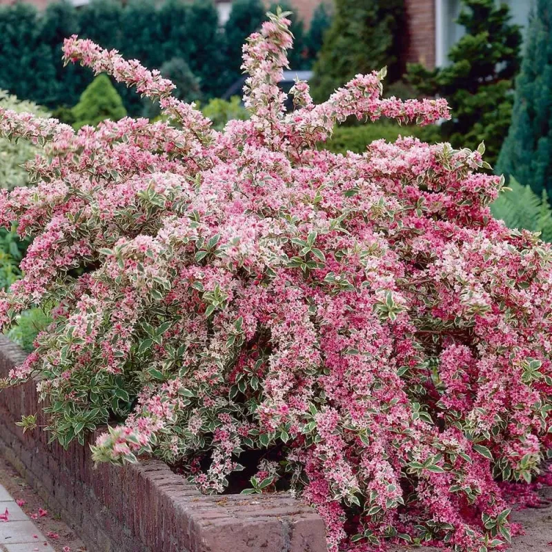 Weigela Variegata, arbust decorativ cu flori si frunzis variegat, 35-45 cm Weigela Variegata, arbust decorativ cu flori si frunzis variegat, 35-45 cm